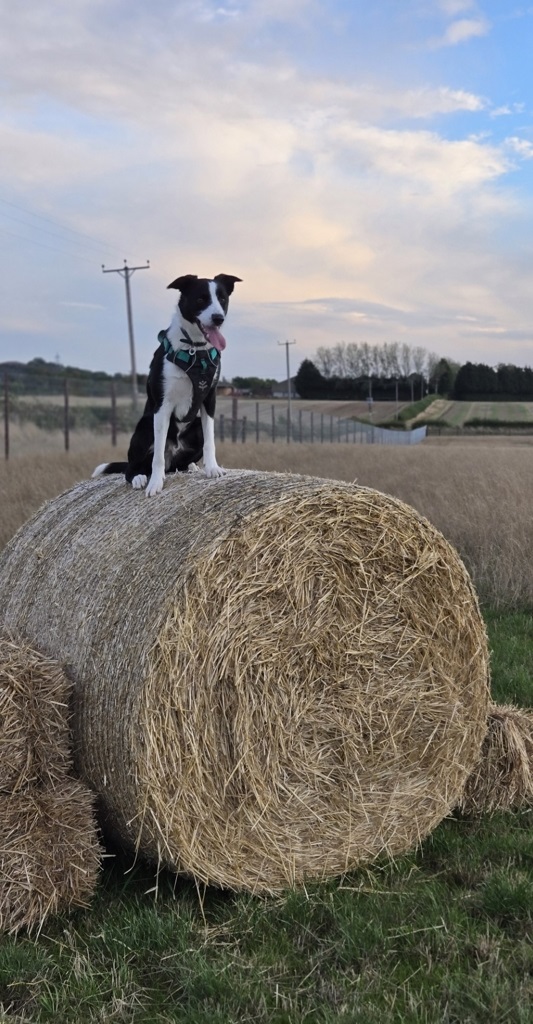 Border Collie on round hay bales