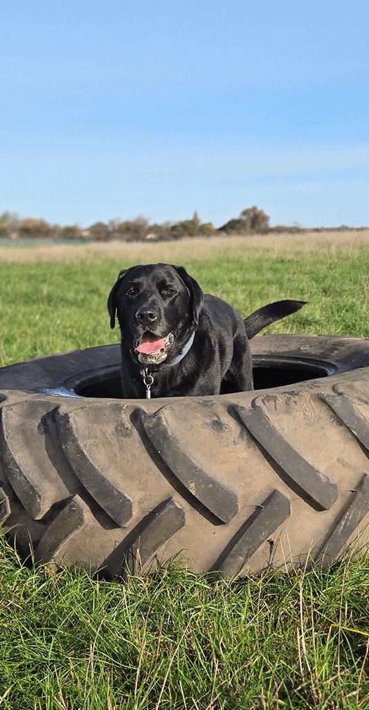 Dog playing with a ball