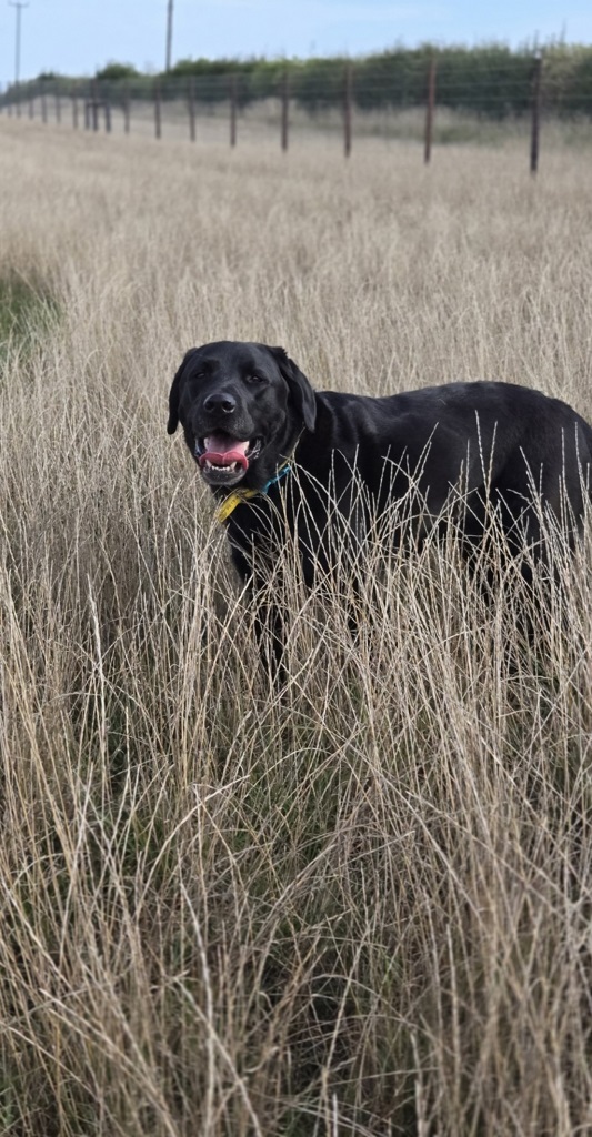 Labrador exploring grassy areas