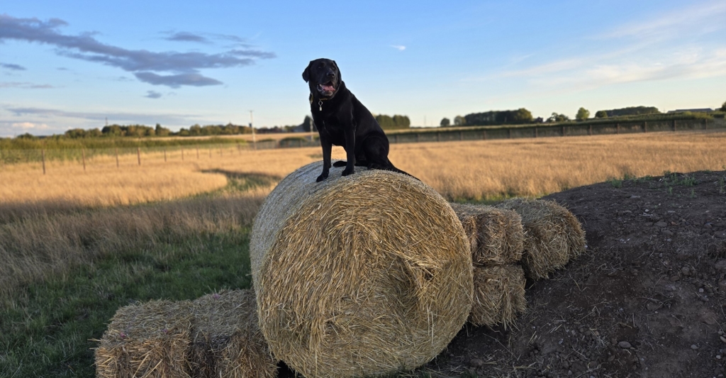 Labrador playing on round hay bales