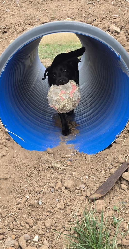 Labrador inside the tunnel