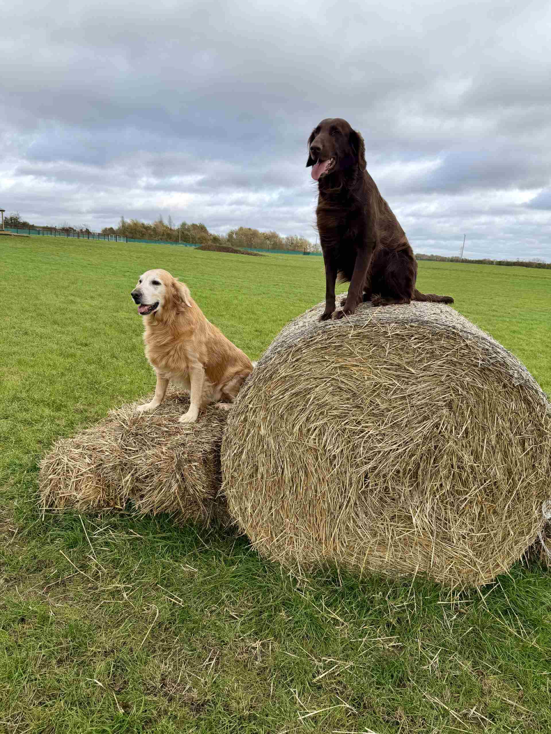 Dogs playing in the park