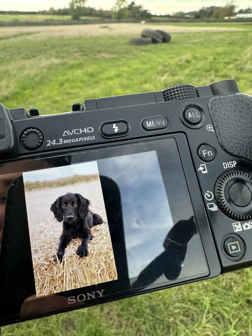 Park grounds and play areas