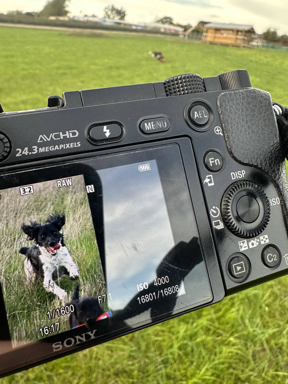 Park landscape and features